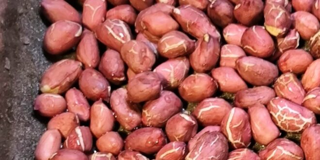 печени фъстъци